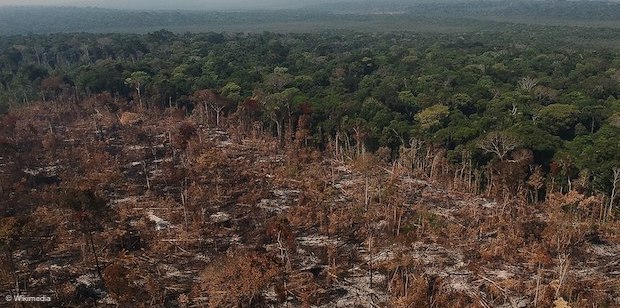 Malgré le départ de Bolsonaro, la déforestation se poursuit en Amazonie