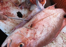 La crise du vivaneau rouge plombe le secteur de la pêche guyanaise