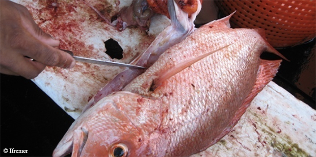La crise du vivaneau rouge plombe le secteur de la pêche guyanaise