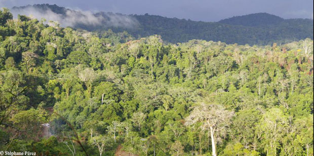 390 milliards d’arbres peuplent l’Amazonie